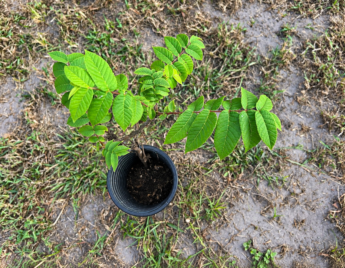 What We’re Growing at Chestnut Meadows
